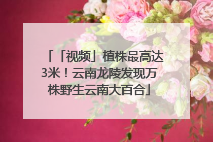 「视频」植株最高达3米！云南龙陵发现万株野生云南大百合