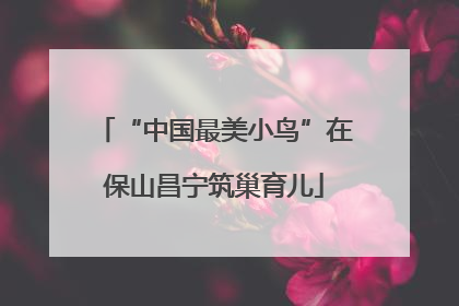 “中国最美小鸟”在保山昌宁筑巢育儿