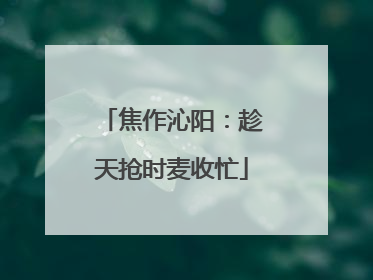 焦作沁阳：趁天抢时麦收忙