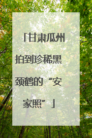 甘肃瓜州拍到珍稀黑颈鹤的“安家照”