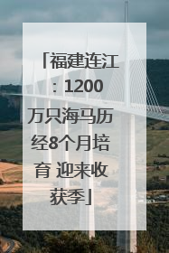 福建连江：1200万只海马历经8个月培育 迎来收获季