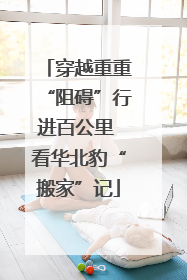 穿越重重“阻碍”行进百公里 看华北豹“搬家”记