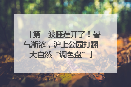 第一波睡莲开了！暑气渐浓，沪上公园打翻大自然“调色盘”