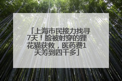 上海市民接力找寻7天！脸被射穿的狸花猫获救，医药费1天筹到四千多