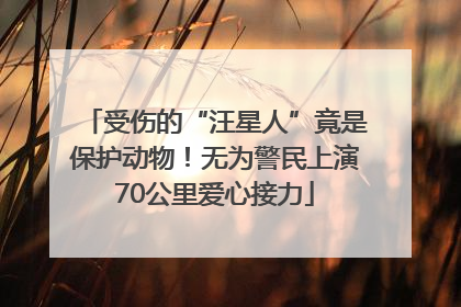 受伤的“汪星人”竟是保护动物！无为警民上演70公里爱心接力