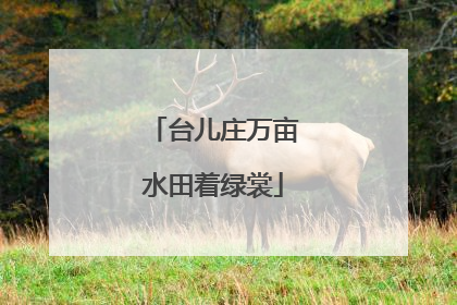 台儿庄万亩水田着绿裳