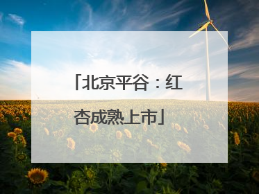 北京平谷：红杏成熟上市