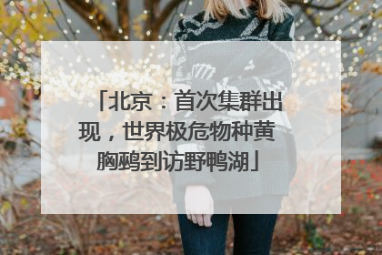 北京：首次集群出现，世界极危物种黄胸鹀到访野鸭湖