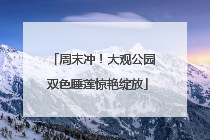 周末冲！大观公园双色睡莲惊艳绽放