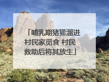 哺乳期猪獾溜进村民家觅食 村民救助后将其放生