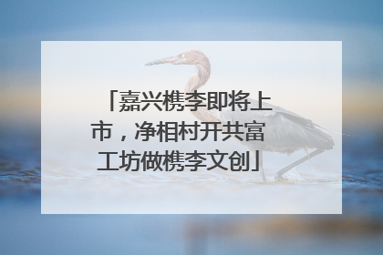 嘉兴槜李即将上市，净相村开共富工坊做槜李文创
