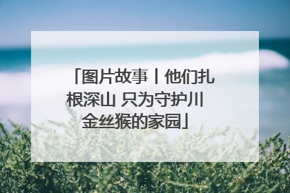 图片故事丨他们扎根深山 只为守护川金丝猴的家园