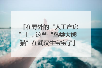 在野外的“人工产房”上，这些“鸟类大熊猫”在武汉生宝宝了