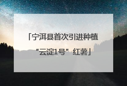 宁洱县首次引进种植“云淀1号”红薯