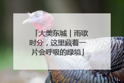 大美东城｜雨歇时分，这里藏着一片会呼吸的绿境