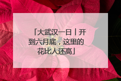 大武汉一日︱开到六月底，这里的花比人还高