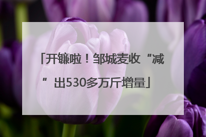 开镰啦！邹城麦收“减”出530多万斤增量