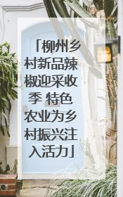 柳州乡村新品辣椒迎采收季 特色农业为乡村振兴注入活力