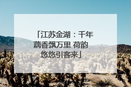 江苏金湖：千年藕香飘万里 荷韵悠悠引客来