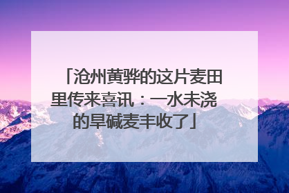 沧州黄骅的这片麦田里传来喜讯：一水未浇的旱碱麦丰收了