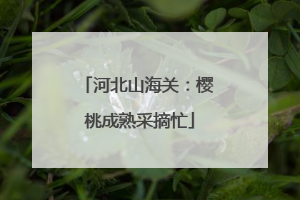 河北山海关：樱桃成熟采摘忙