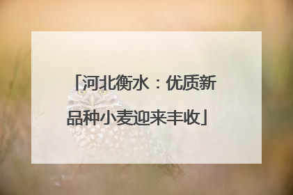 河北衡水：优质新品种小麦迎来丰收
