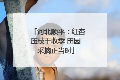 河北顺平：红杏压枝丰收季 田园采摘正当时