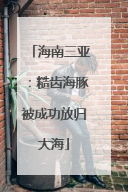 海南三亚：糙齿海豚被成功放归大海