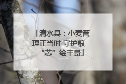 清水县：小麦管理正当时 守护粮“芯”绘丰景