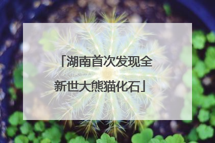 湖南首次发现全新世大熊猫化石