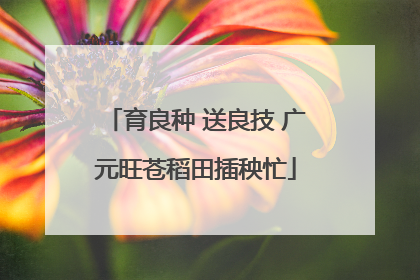 育良种 送良技 广元旺苍稻田插秧忙