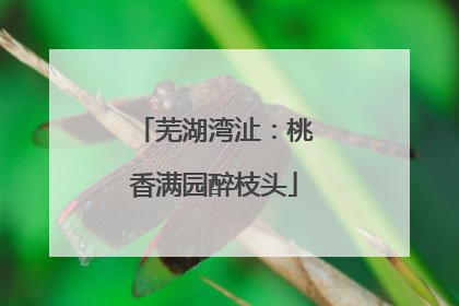 芜湖湾沚：桃香满园醉枝头
