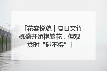 花容悦貌｜夏日夹竹桃盛开娇艳繁花，但观赏时“碰不得”