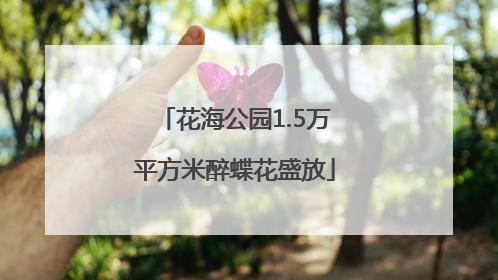 花海公园1.5万平方米醉蝶花盛放