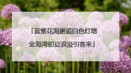 蓝紫花海邂逅白色灯塔 金海湾初夏浪漫引客来