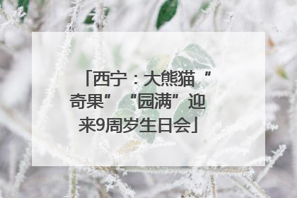 西宁：大熊猫“奇果”“园满”迎来9周岁生日会