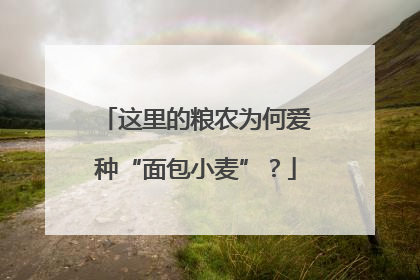 这里的粮农为何爱种“面包小麦”？