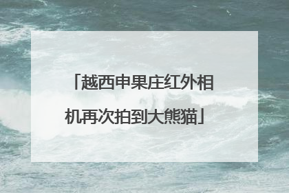 越西申果庄红外相机再次拍到大熊猫