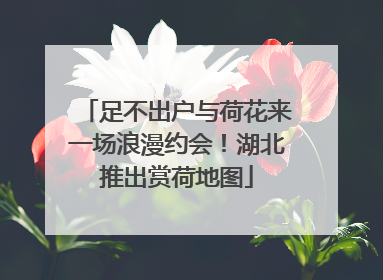 足不出户与荷花来一场浪漫约会！湖北推出赏荷地图