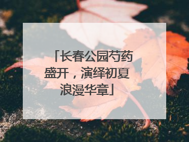 长春公园芍药盛开，演绎初夏浪漫华章