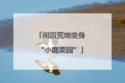 闲置荒地变身“小鹿菜园”
