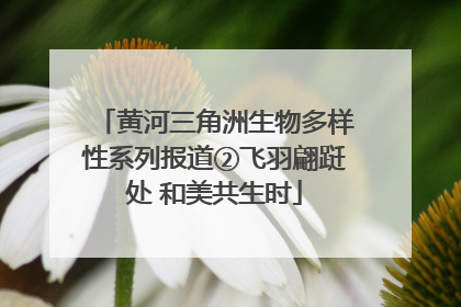 黄河三角洲生物多样性系列报道②飞羽翩跹处 和美共生时